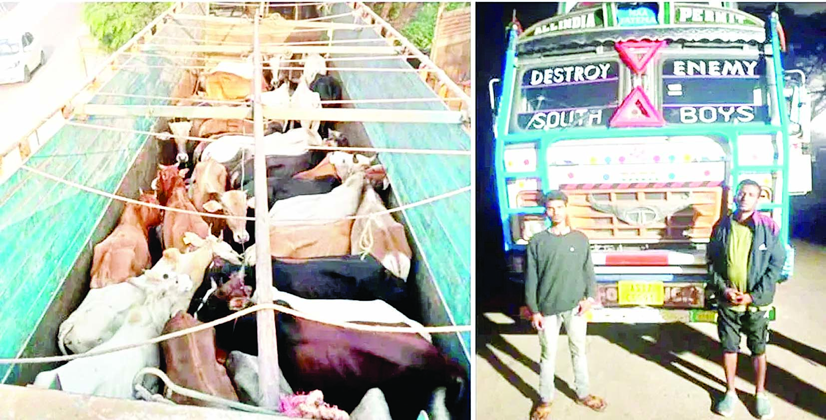 असम जोराबाट में अवैध रूप से ले जाए जा रहे 44 मवेशियों को बचाया गया