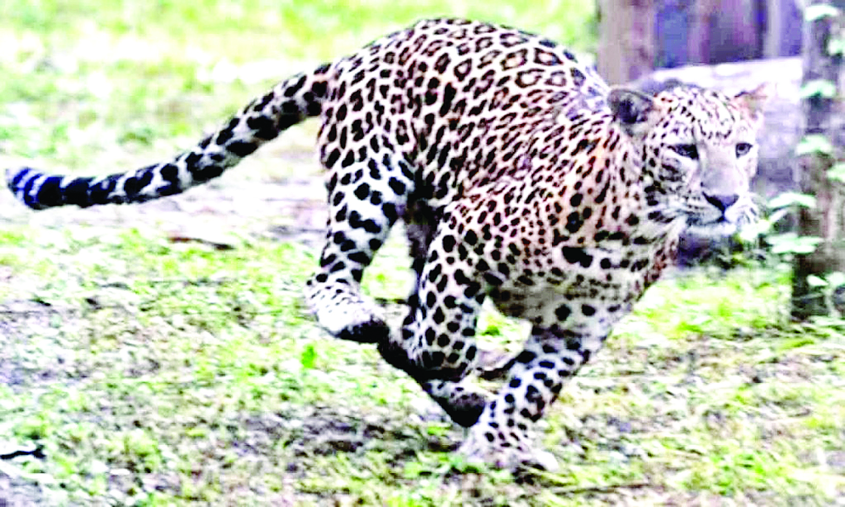 सहारनपुर के तीन गांवों में देखा तेंदुआ, वन विभाग की टीम तलाश में जुटी