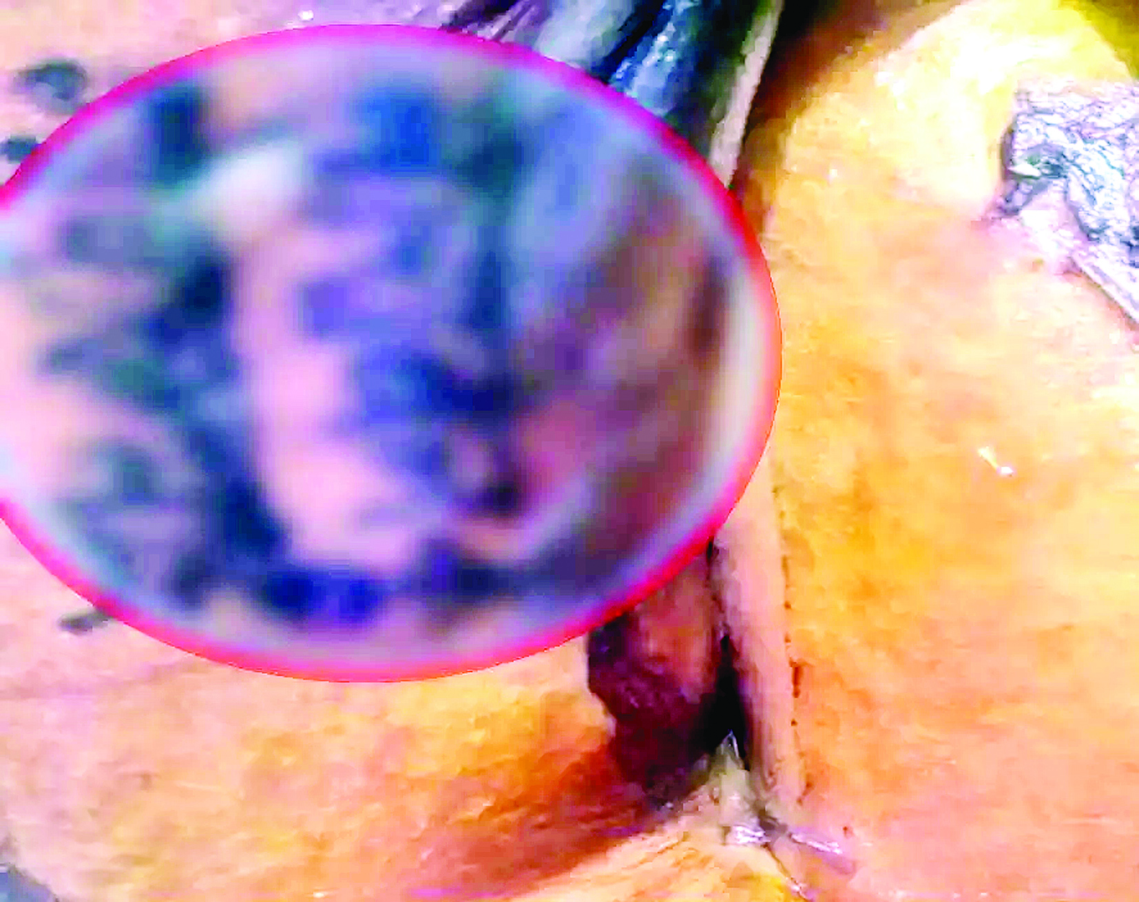 ट्रेन में मिली महिला की कटी लाश, मृतका की जानकारी देने वाले को मिलेगा इनाम 