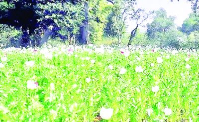 हिमाचल में नशे की खेती, ऐसे हुआ पर्दाफाश