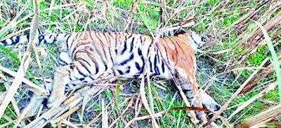 गोली मारकर किया गया बाघ का शिकार - बाघ संरक्षक और जानकार अजय दुबे