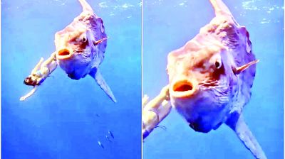 समंदर की गहराई में दिखा रहस्यमयी विशाल जीव, कैमरे में कैद हुआ डरावना नज़ारा, देखें VIDEO