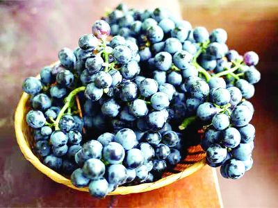 सेहत के लिए वरदान है ये काला फल, दिल को रखे सही सलामत, रोज खाएंगे तो बुढ़ापे में भी दिखेगा सबकुछ साफ, ये हैं 5 फायदे